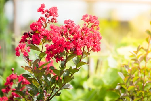 The background image of the colorful flowers, background nature