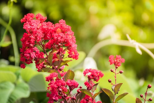 The background image of the colorful flowers, background nature