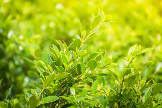 Tree branch over blurred green leaves background, nature background