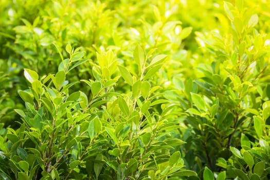 Tree branch over blurred green leaves background, nature background