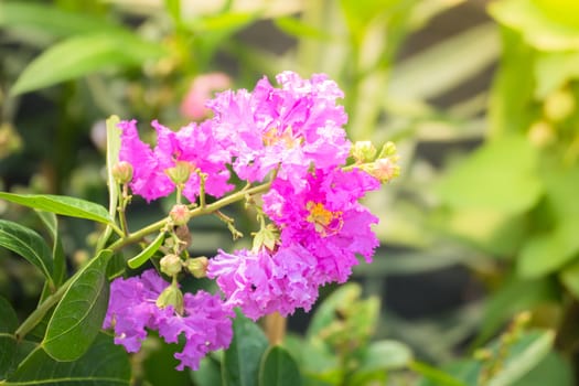 The background image of the colorful flowers, background nature