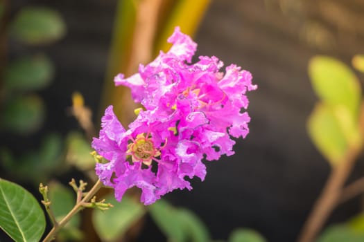 The background image of the colorful flowers, background nature