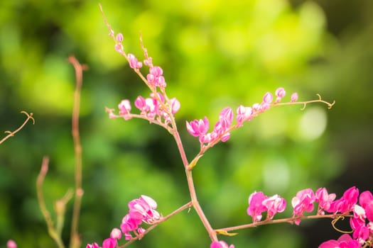 The background image of the colorful flowers, background nature