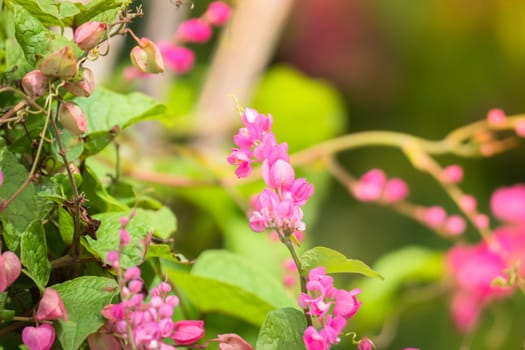 The background image of the colorful flowers, background nature