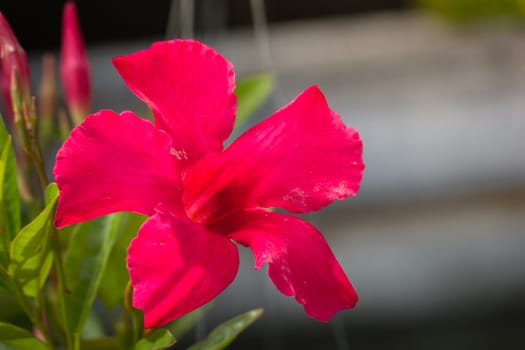 The background image of the colorful flowers, background nature