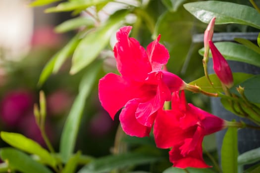 The background image of the colorful flowers, background nature