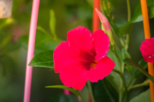 The background image of the colorful flowers, background nature