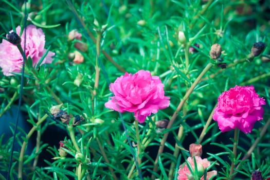 The background image of the colorful flowers, background nature