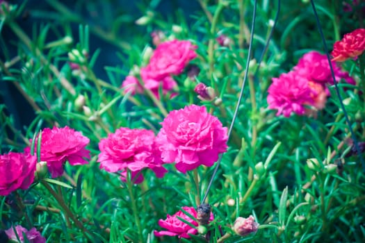 The background image of the colorful flowers, background nature