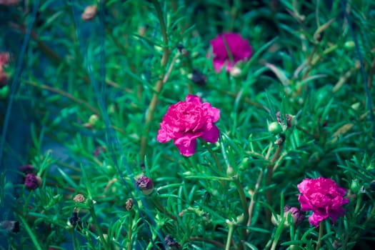 The background image of the colorful flowers, background nature