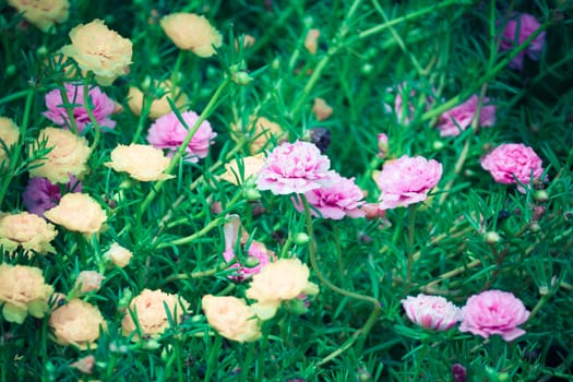 The background image of the colorful flowers, background nature