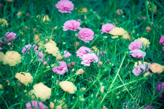 The background image of the colorful flowers, background nature