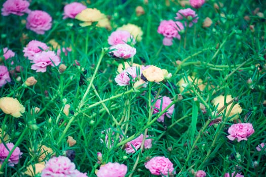 The background image of the colorful flowers, background nature