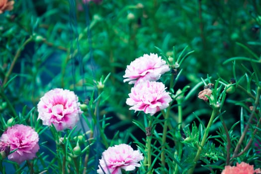 The background image of the colorful flowers, background nature