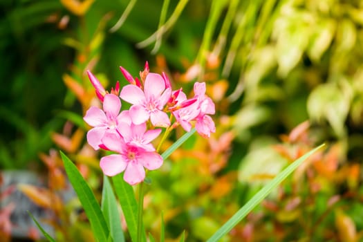 The background image of the colorful flowers, background nature