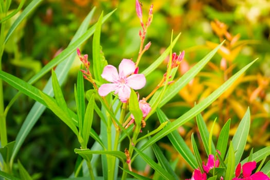 The background image of the colorful flowers, background nature