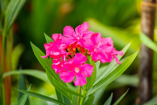 The background image of the colorful flowers, background nature