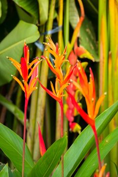 The background image of the colorful flowers, background nature