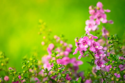 The background image of the colorful flowers, background nature