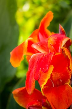 The background image of the colorful flowers, background nature