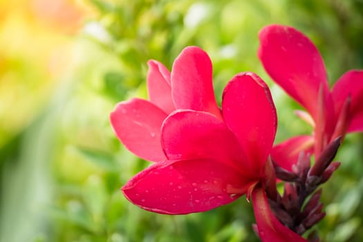 The background image of the colorful flowers, background nature