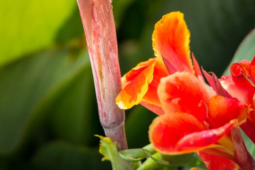 The background image of the colorful flowers, background nature