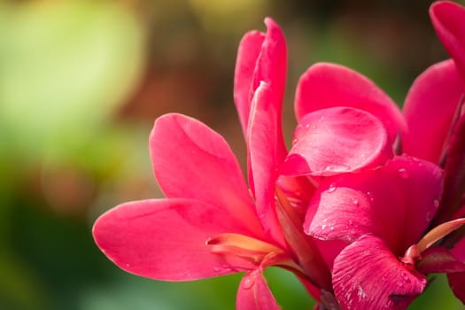 The background image of the colorful flowers, background nature