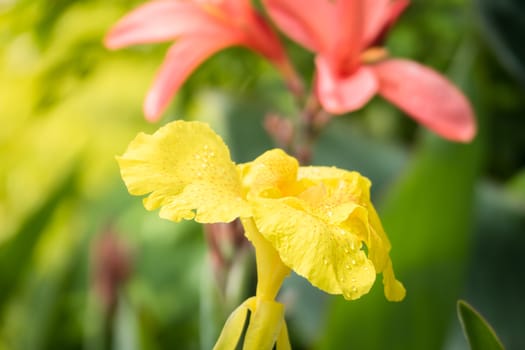 The background image of the colorful flowers, background nature