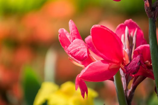 The background image of the colorful flowers, background nature