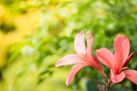 The background image of the colorful flowers, background nature