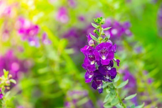 The background image of the colorful flowers, background nature