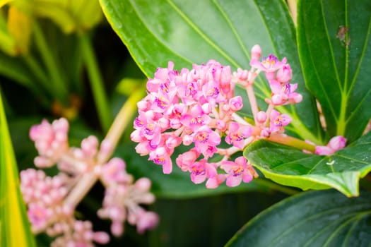 The background image of the colorful flowers, background nature