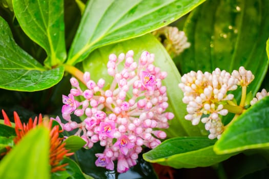 The background image of the colorful flowers, background nature