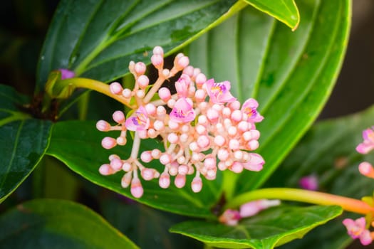 The background image of the colorful flowers, background nature