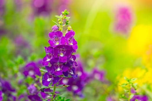 The background image of the colorful flowers, background nature