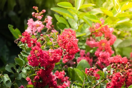 The background image of the colorful flowers, background nature