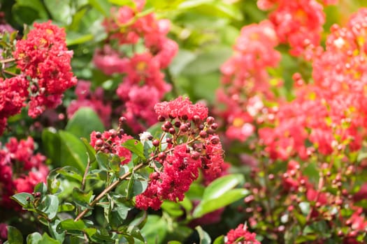 The background image of the colorful flowers, background nature