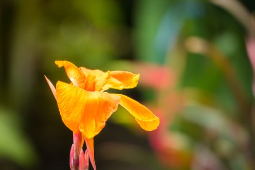 The background image of the colorful flowers, background nature