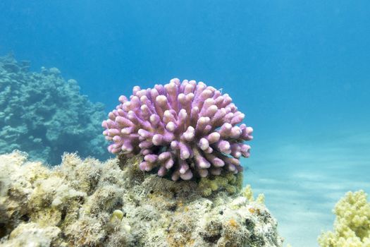 coral reef with pink finger coral in tropical sea, underwater.