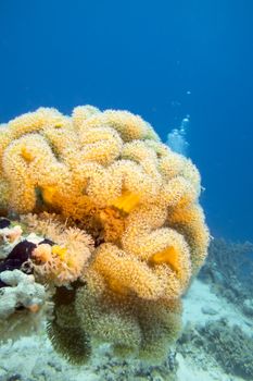 coral reef with great yellow mushroom leather coral at the bottom of tropical sea, underwater