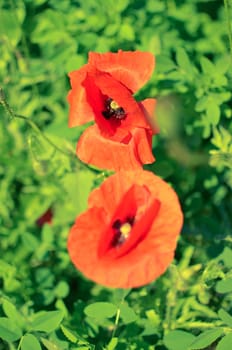 red poppies in nature floral decor on green background at summer Uraine