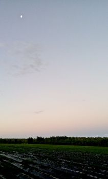 Strawberry farm with sky and moon