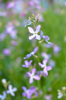 Night flowers violet spring gentle Matthiola longipetala background