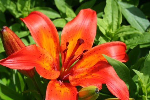 lilium