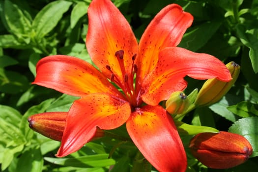 lilium