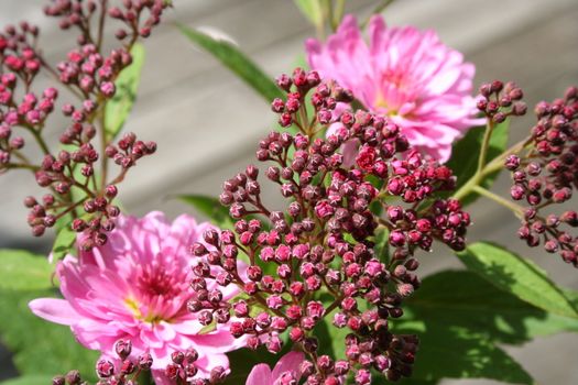 pink bouquet