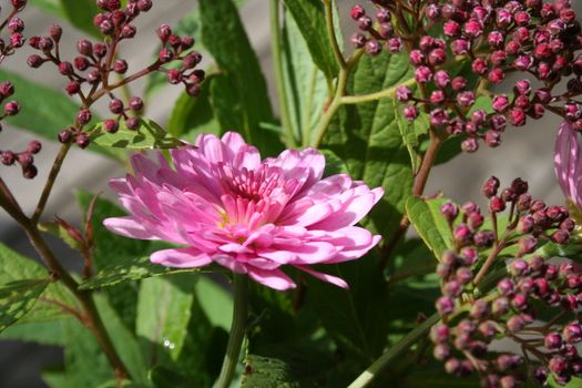 pink bouquet