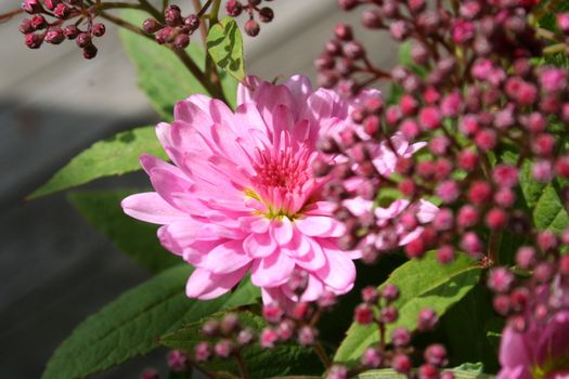 pink bouquet