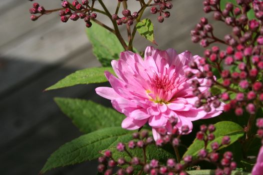 pink bouquet