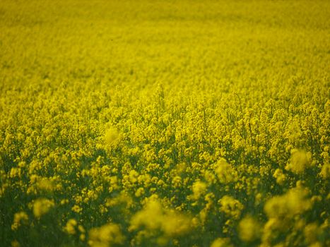 rapeseed field with yellow flowers. Shallow DOF